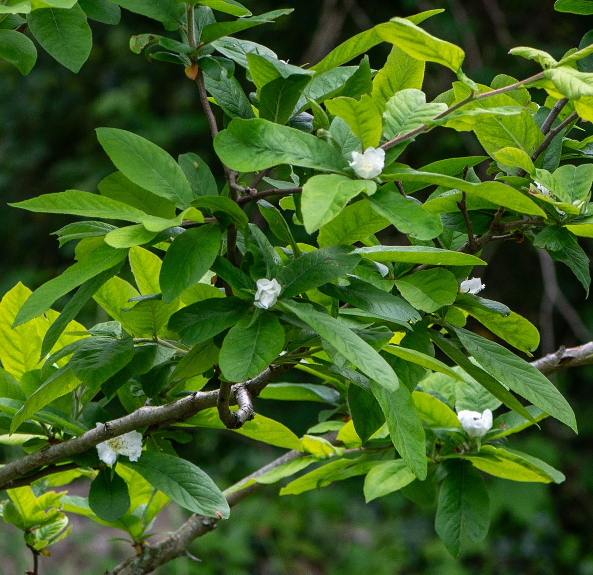 Bl&uuml;ten